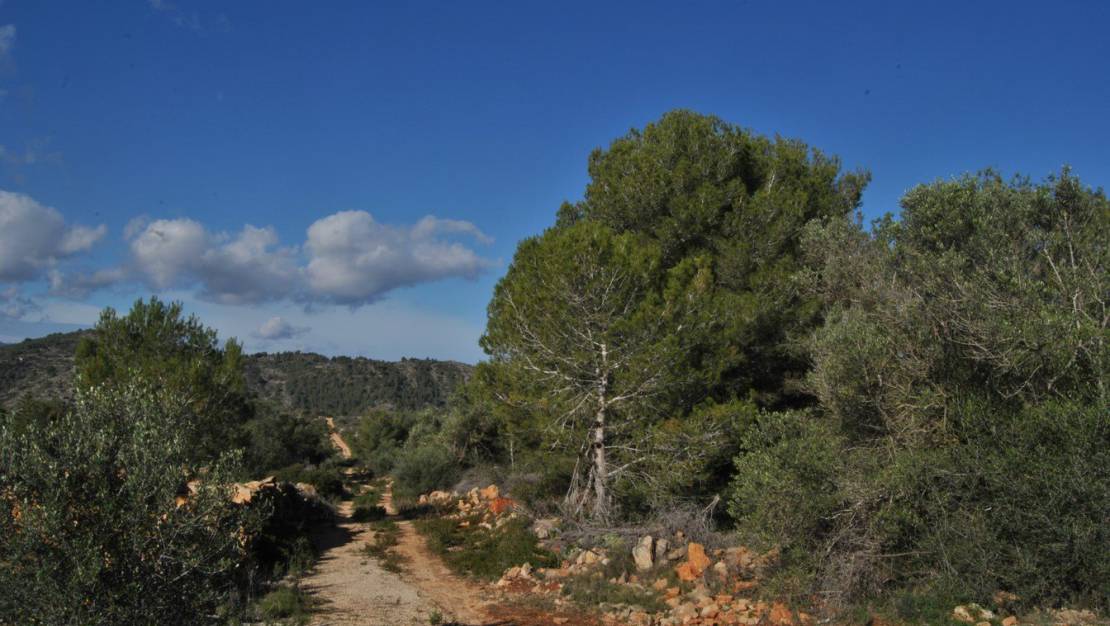 Resale - Plot - Benissa - Campo