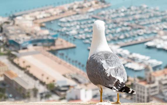 .  Alicante, den soligaste staden i Europa